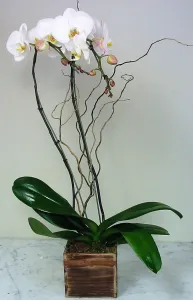 White Phalaenopsis Orchid Duo in Wood Box