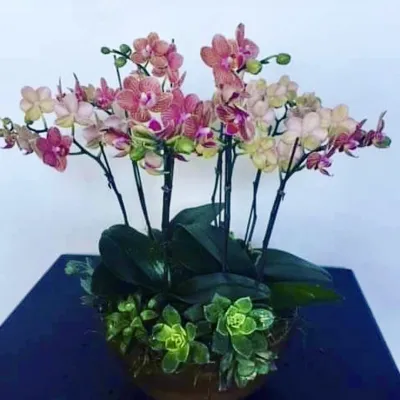 Mini Orchid with Succulent Planter (image for) Mini Orchid with Succulent Planter